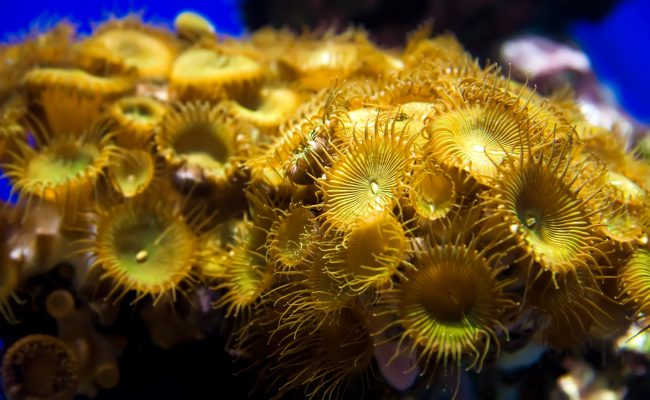 Small sea underwater plant