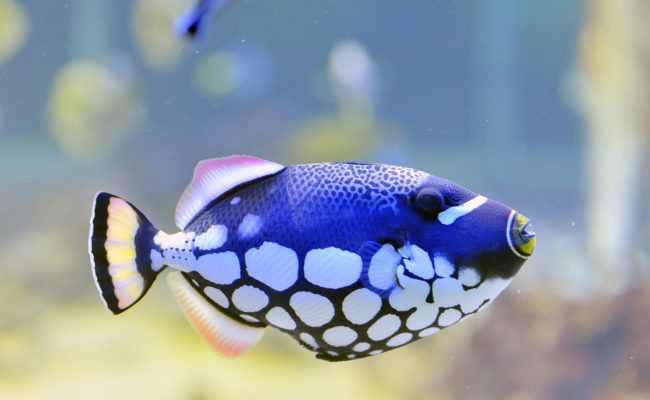 colorful butterfly-fish in a aquarium