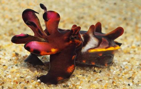 Module Eight - Cephalopods and Crustaceans