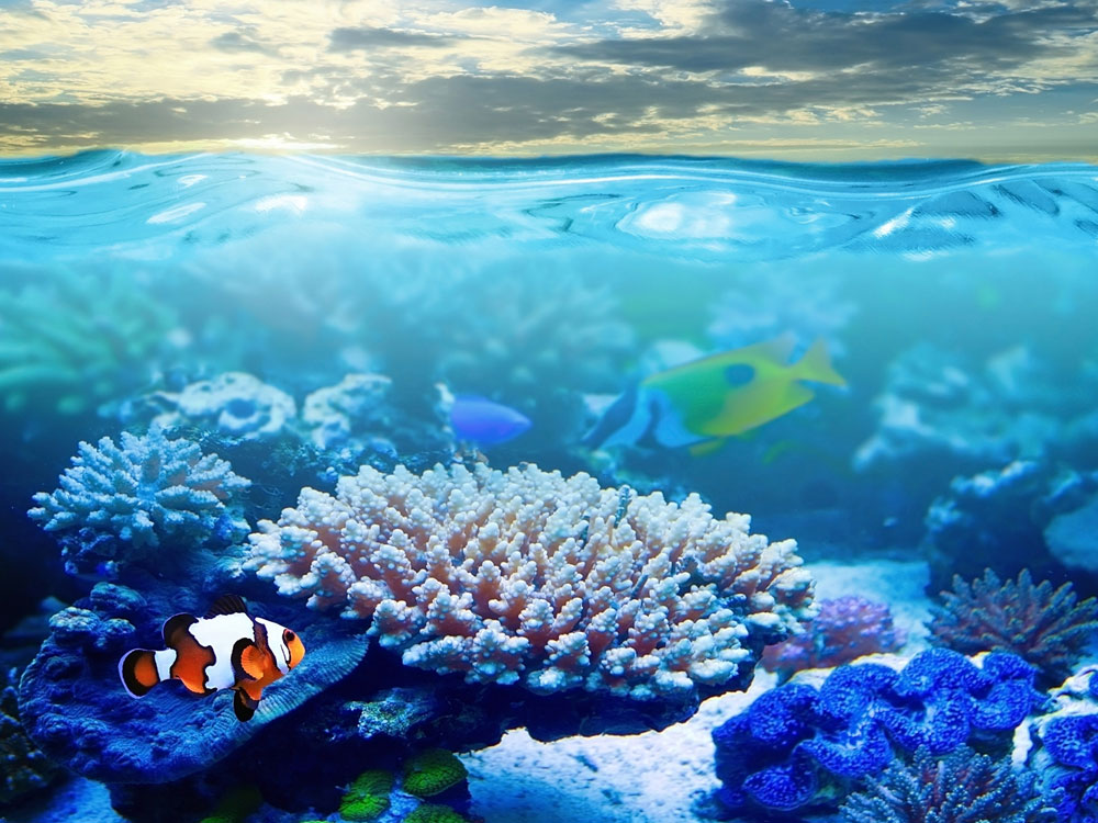 E-Consultation is now available with The Aquarium Vet.