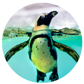 Penguins Package