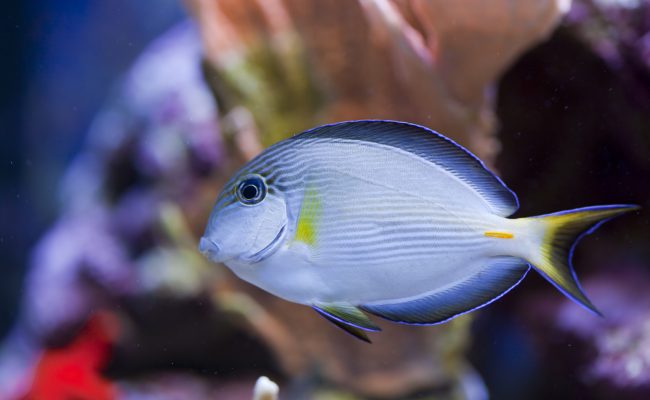 marine aquarium fish tank