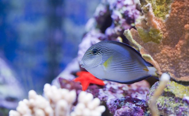 Marine aquarium fish tank