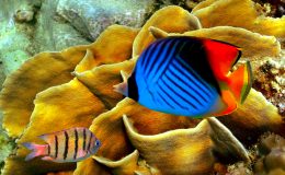 Threadfin Butterflyfish