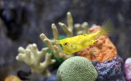longhorn cowfish