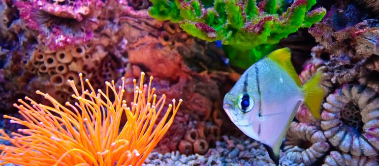 Suspendisse arcu nisl