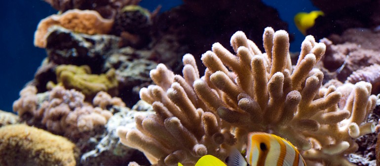 Sed blandit massa vel