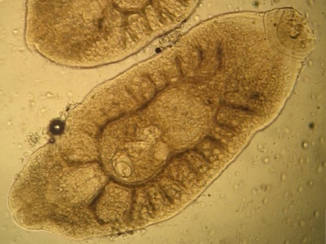 Module Five - Fish Diseases and Treatments 