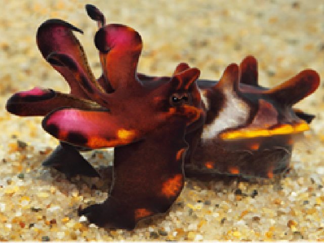 Module Eight - Cephalopods and Crustaceans